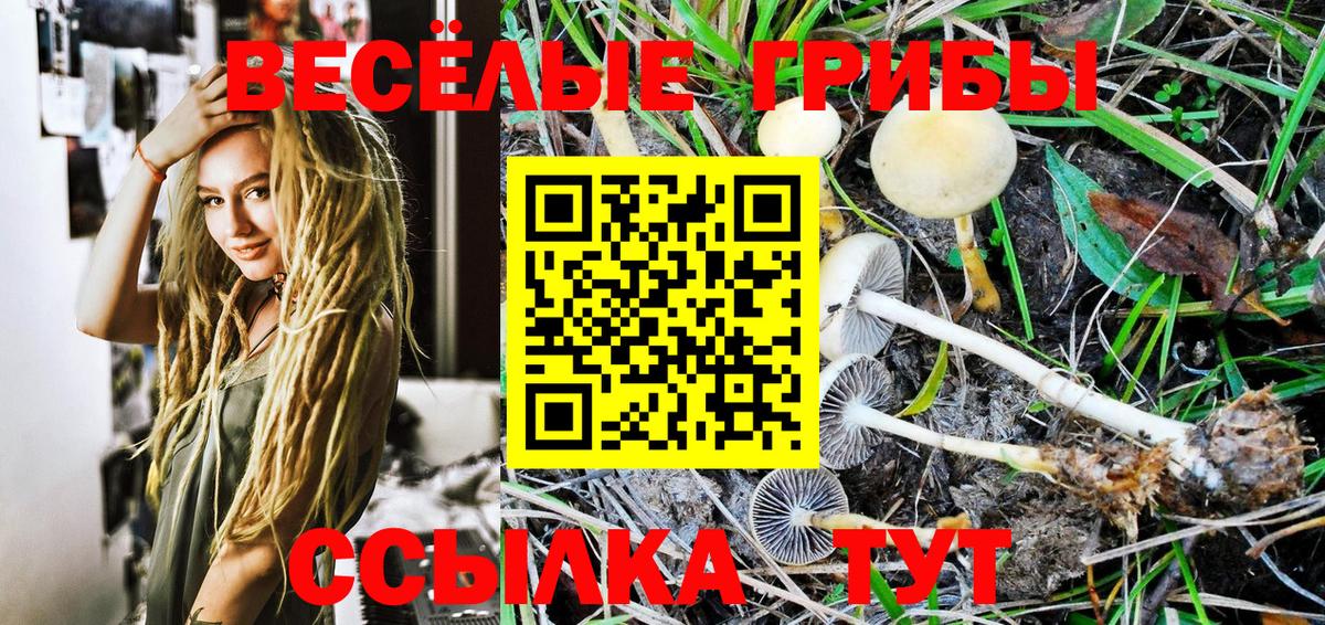 Курск  сколько стоит  Вход с VPN  Галлюциногенные грибы MAGIC MUSHROOMS  Галлюциногенные грибы Psilocybe 